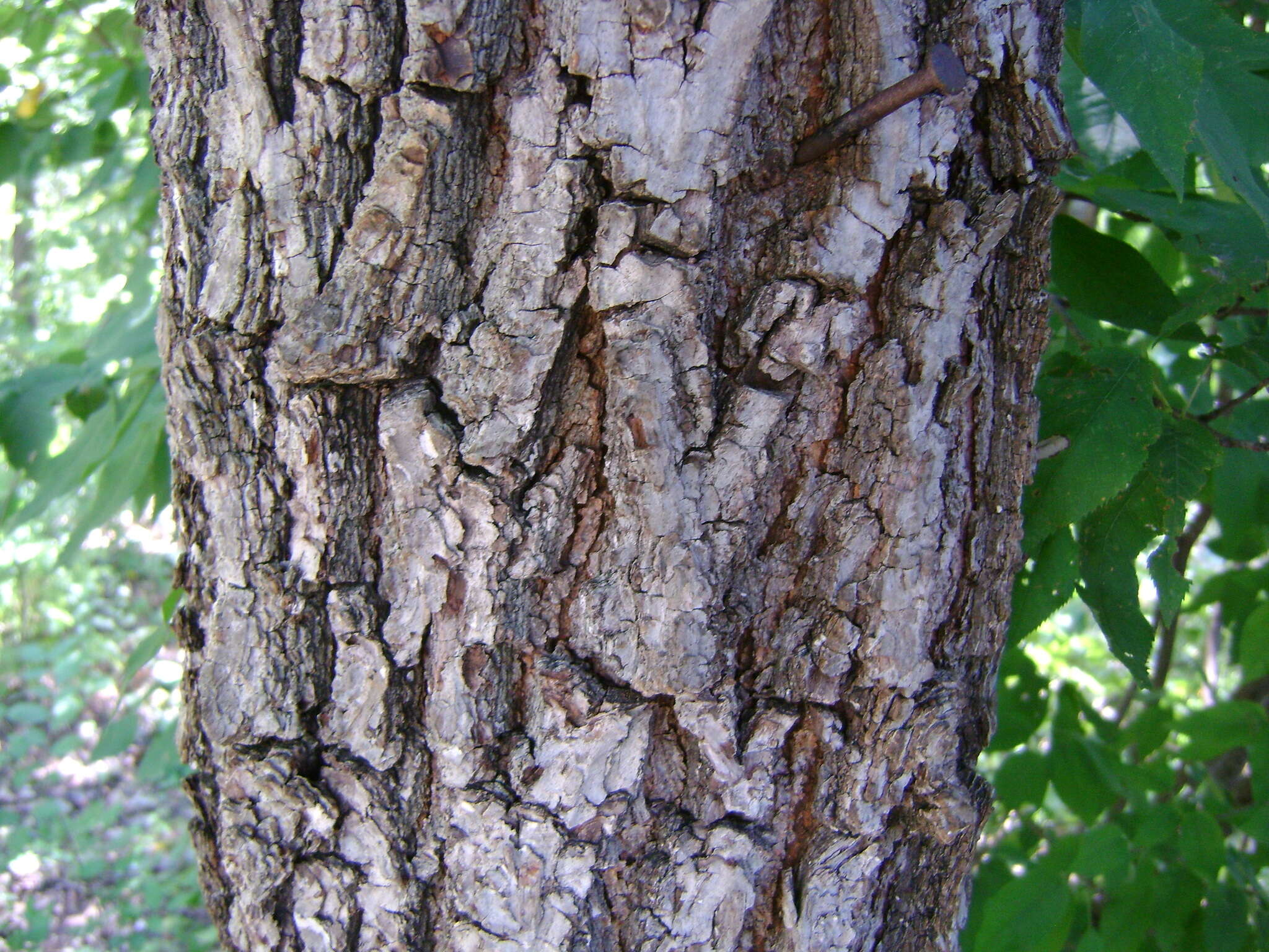 Image of Carya glabra (Mill.) Sweet