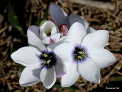 Image of Ixia versicolor G. J. Lewis