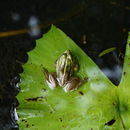 Image of Indian Green Frog