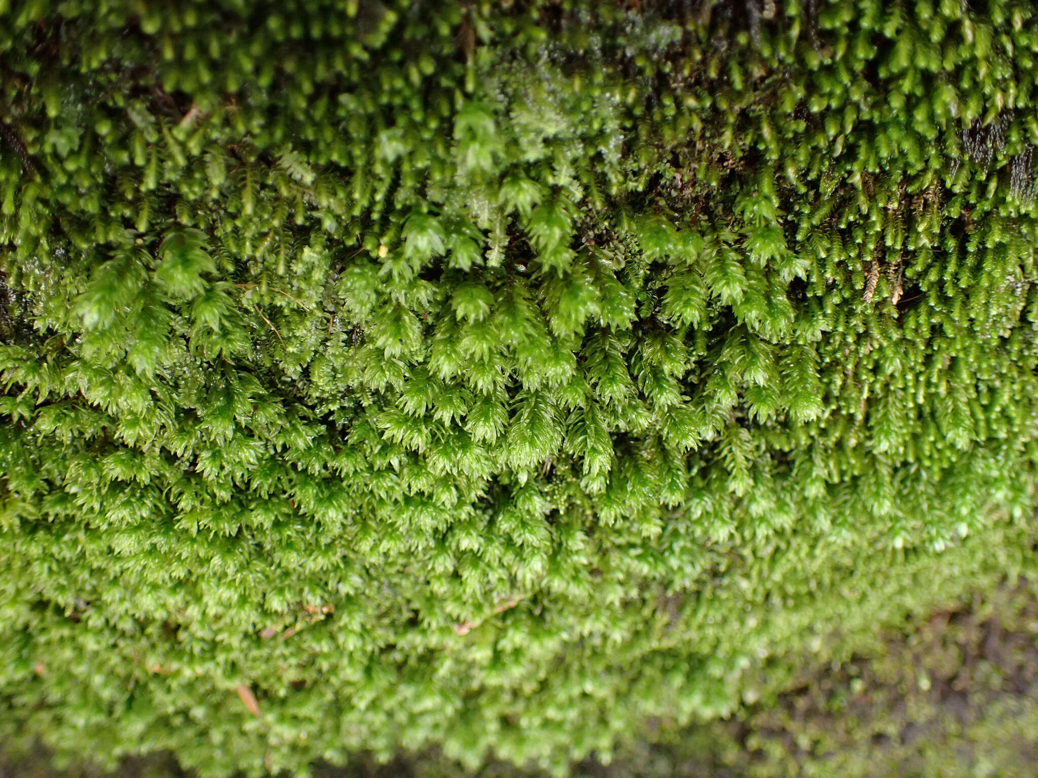 Image of oligotrichum moss