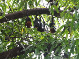 Image of Pemba Flying Fox