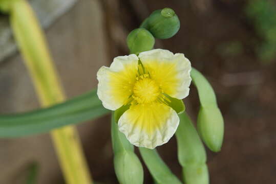 Image of velvetleaf