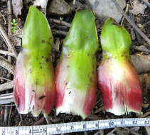 Imagem de Costus guanaiensis var. tarmicus (Loes.) Maas