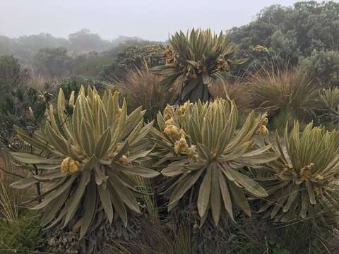 Image of Espeletia hartwegiana Cuatrec. ex Herzog