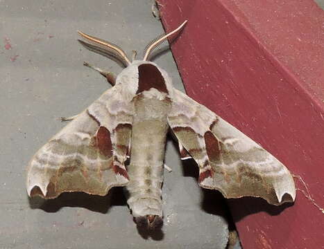 Image of Twin-spotted Sphinx