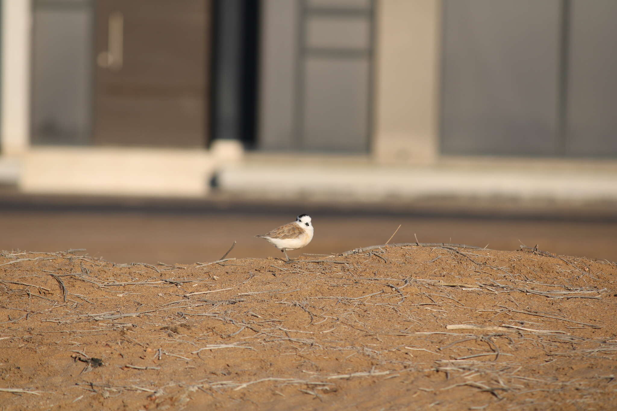 صورة Charadrius marginatus marginatus Vieillot 1818