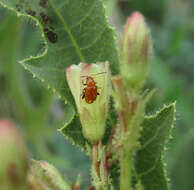 Image of Jatropha zeyheri Sond.