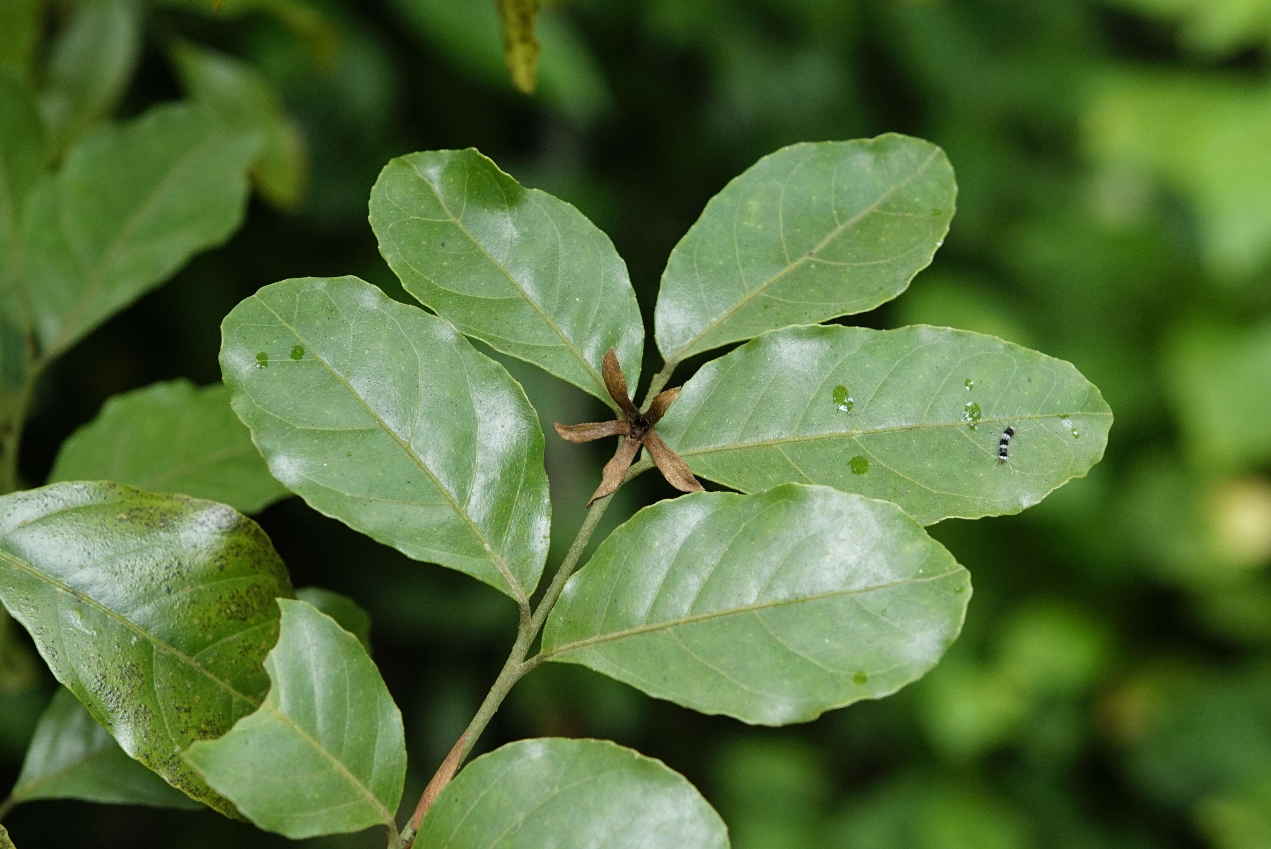 Plancia ëd Clausena anisata (Willd.) Hook. fil., De Wild. & Staner