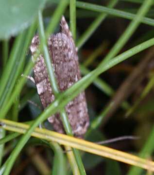 Image of Choristoneura occidentalis Freeman 1967