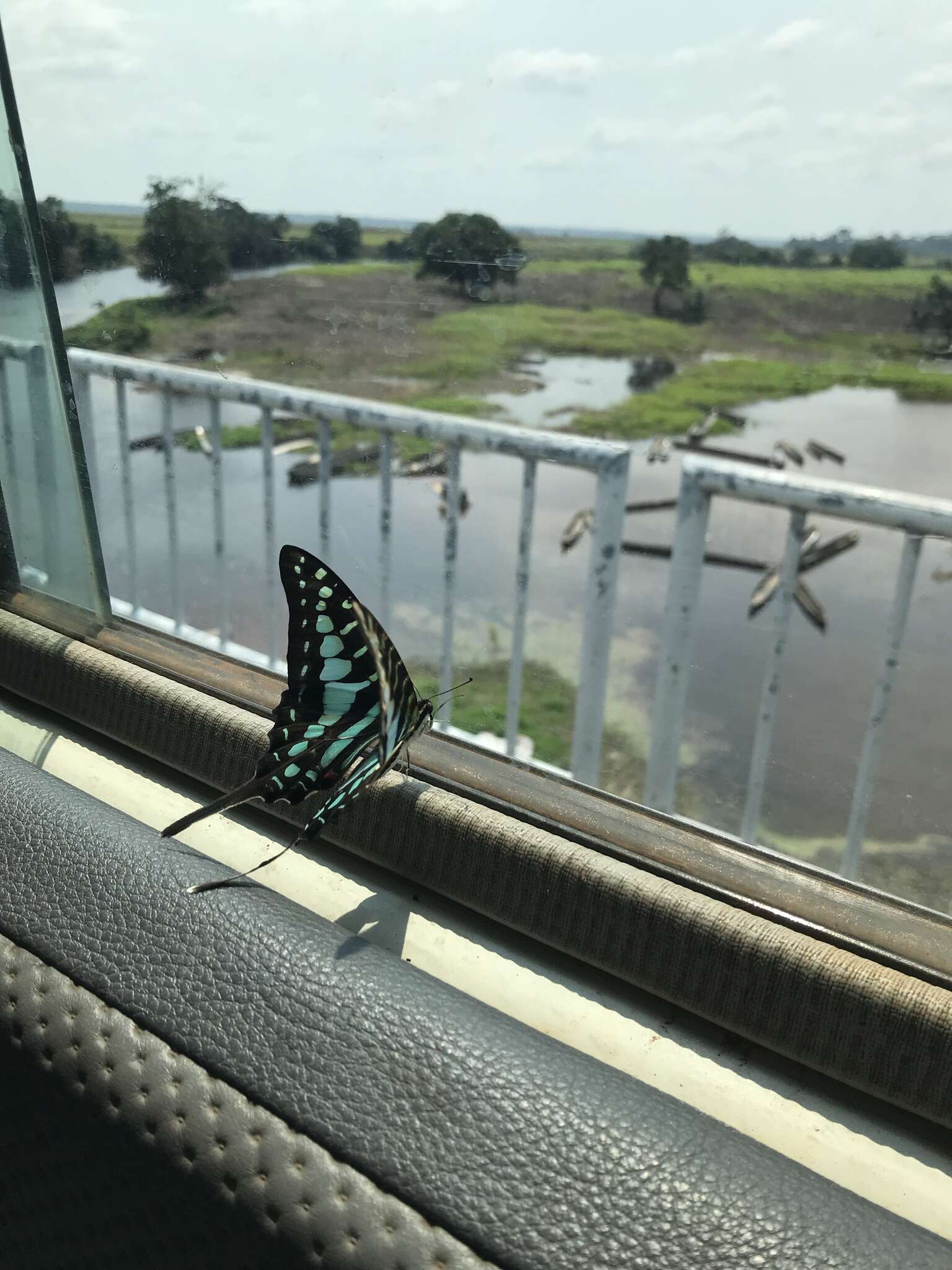 Image de Graphium policenes (Cramer (1775))