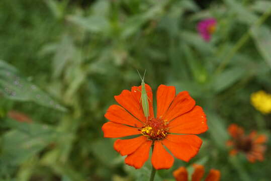 Image of Peruvian zinnia