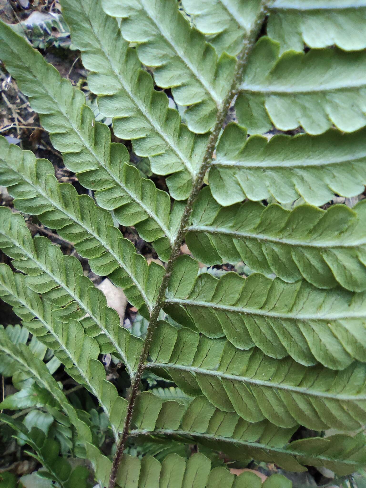 Plancia ëd Dryopteris fuscipes C. Chr.