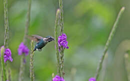 صورة Chaetocercus heliodor (Bourcier 1840)