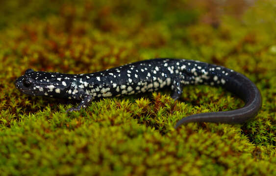 Image of Western Slimy Salamander