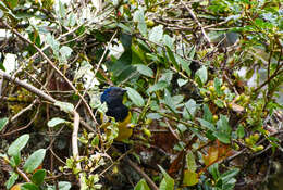 Image of Black-chested Mountain Tanager