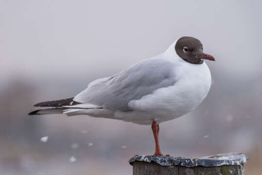 Image of Black-headed Gull