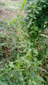 Image of East Indian bristlegrass