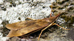 Image of Moth