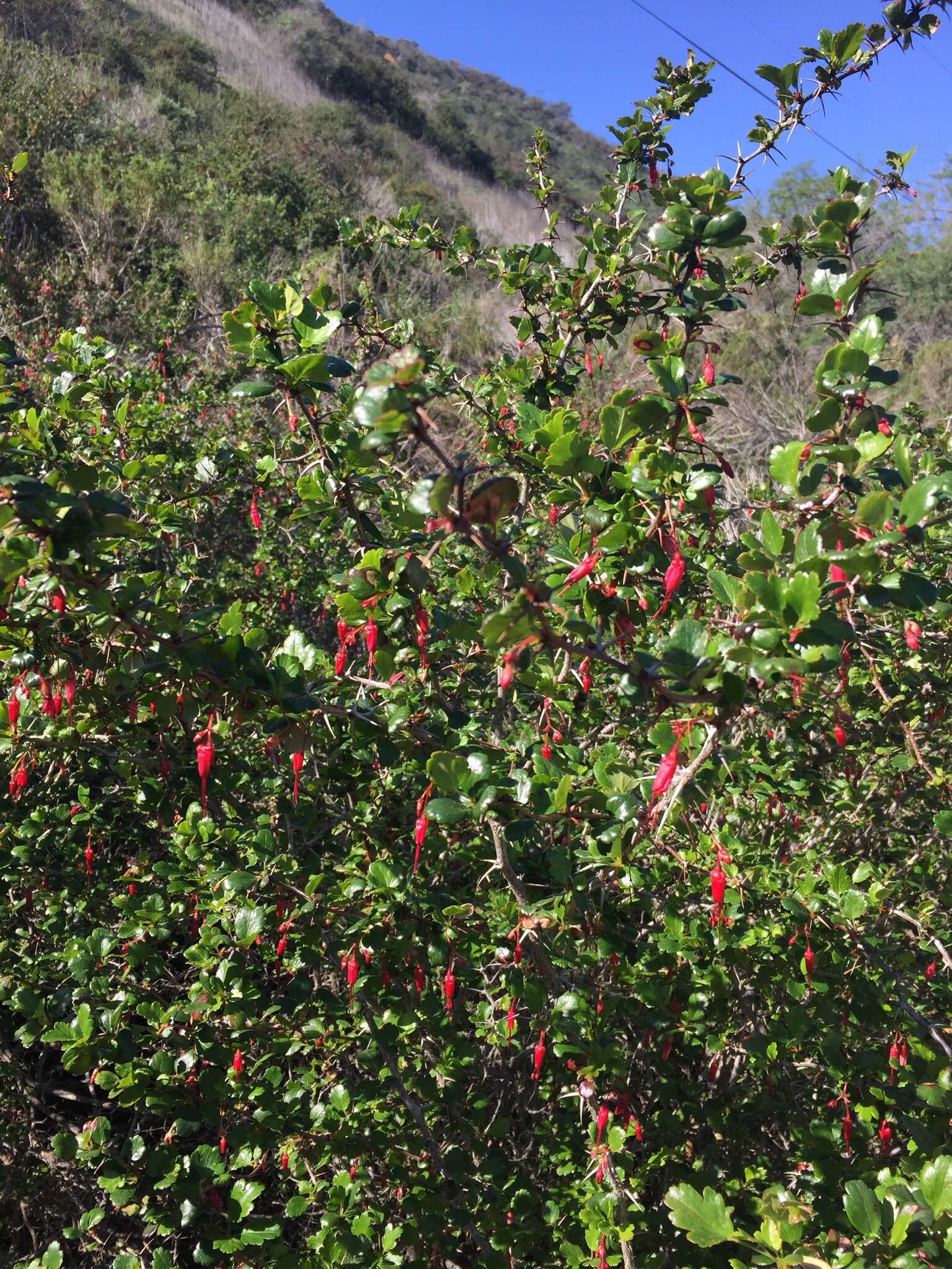 Image of fuchsiaflower gooseberry