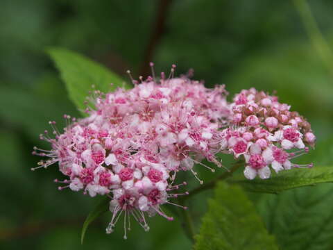 Image of Japanese meadowsweet