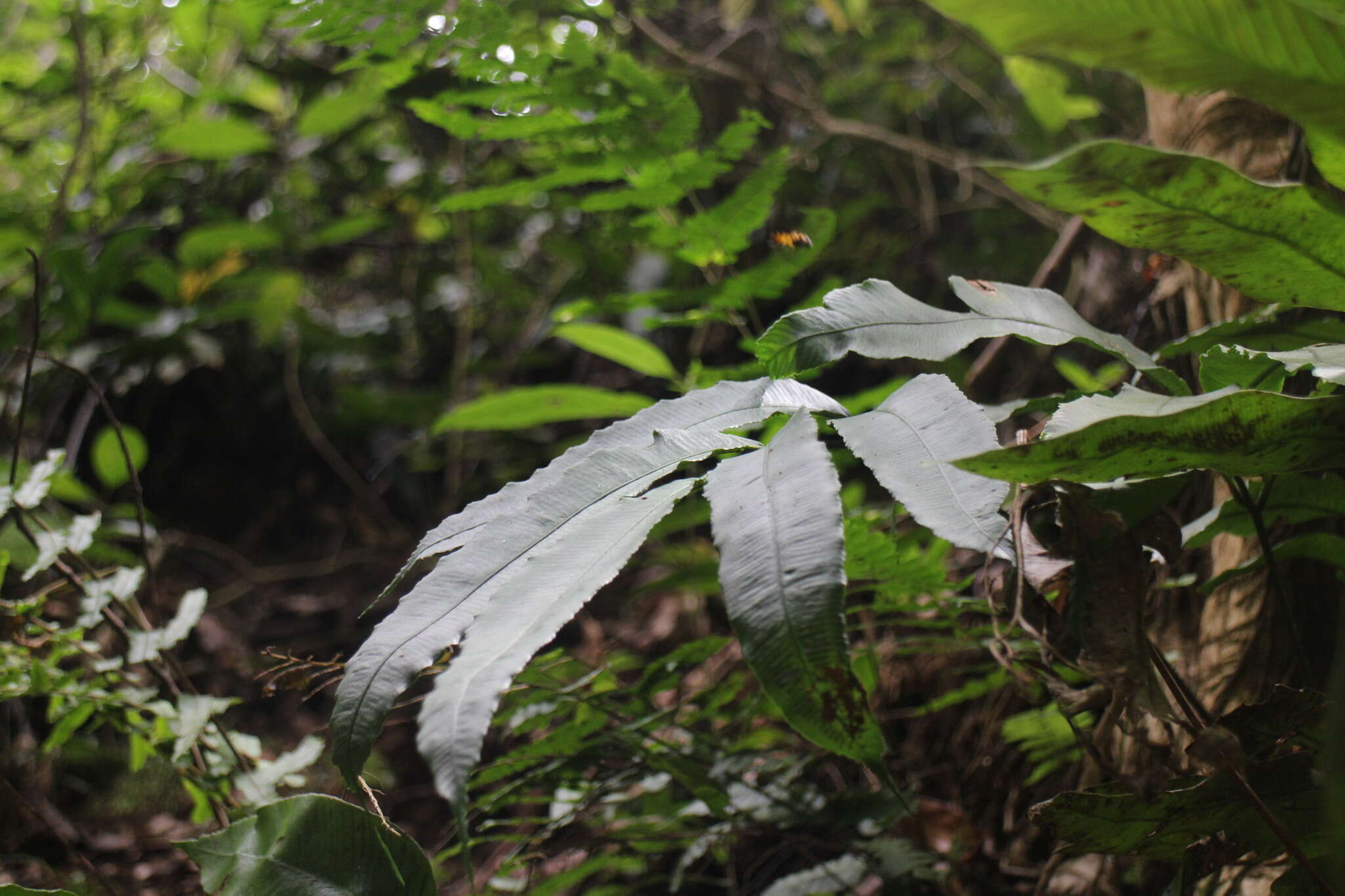 Image of Angiopteris somae (Hayata) Makino & Nemoto