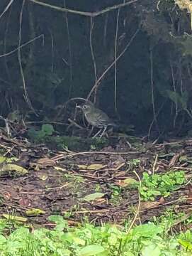 Image of Santa Marta Antpitta