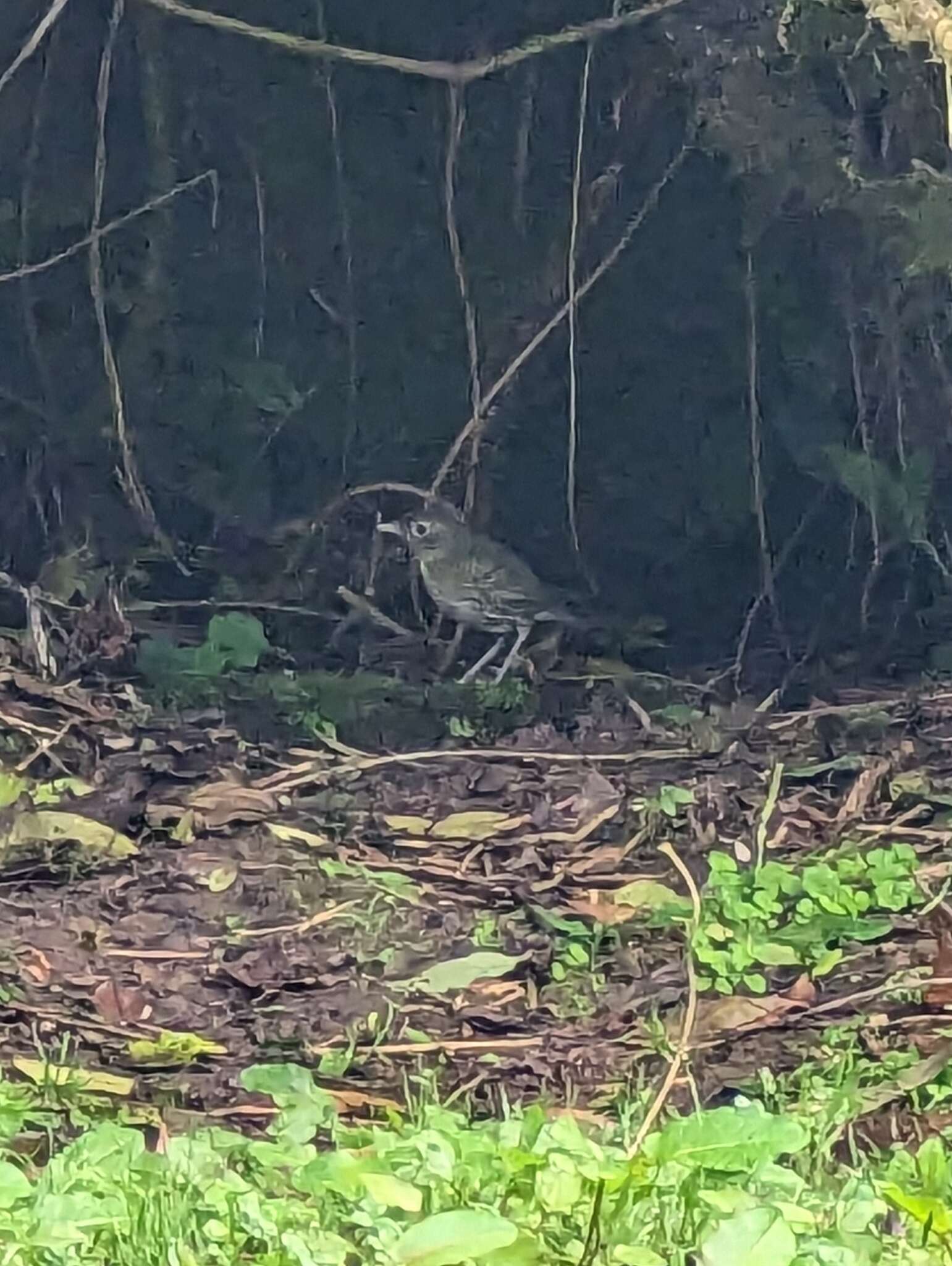 Image of Santa Marta Antpitta