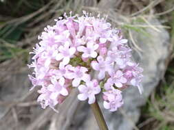 Imagem de Valeriana dioscoridis Sibth. & Sm.