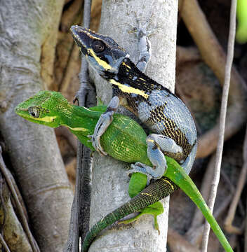 Image of Cuban Giant Anole