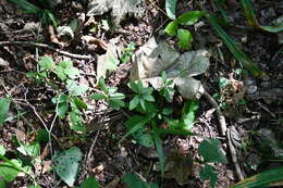 Plancia ëd Galium maximowiczii (Kom.) Pobed.