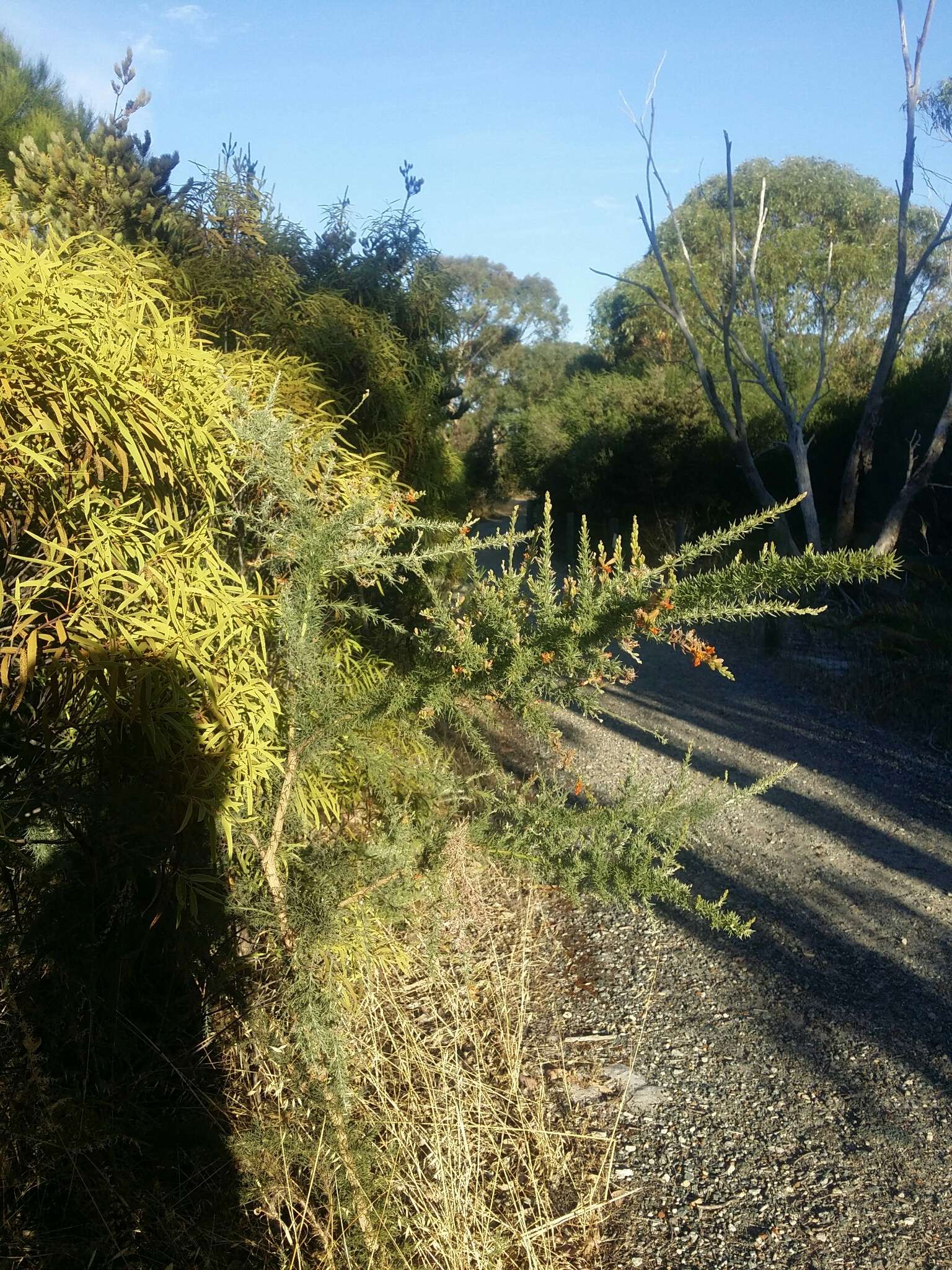 Слика од Jacksonia furcellata (Bonpl.) DC.