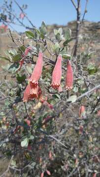 Image of Combretum grandidieri Drake