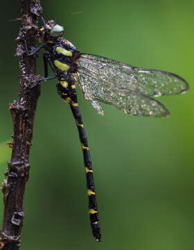 Image of Anotogaster chaoi Zhou 1998