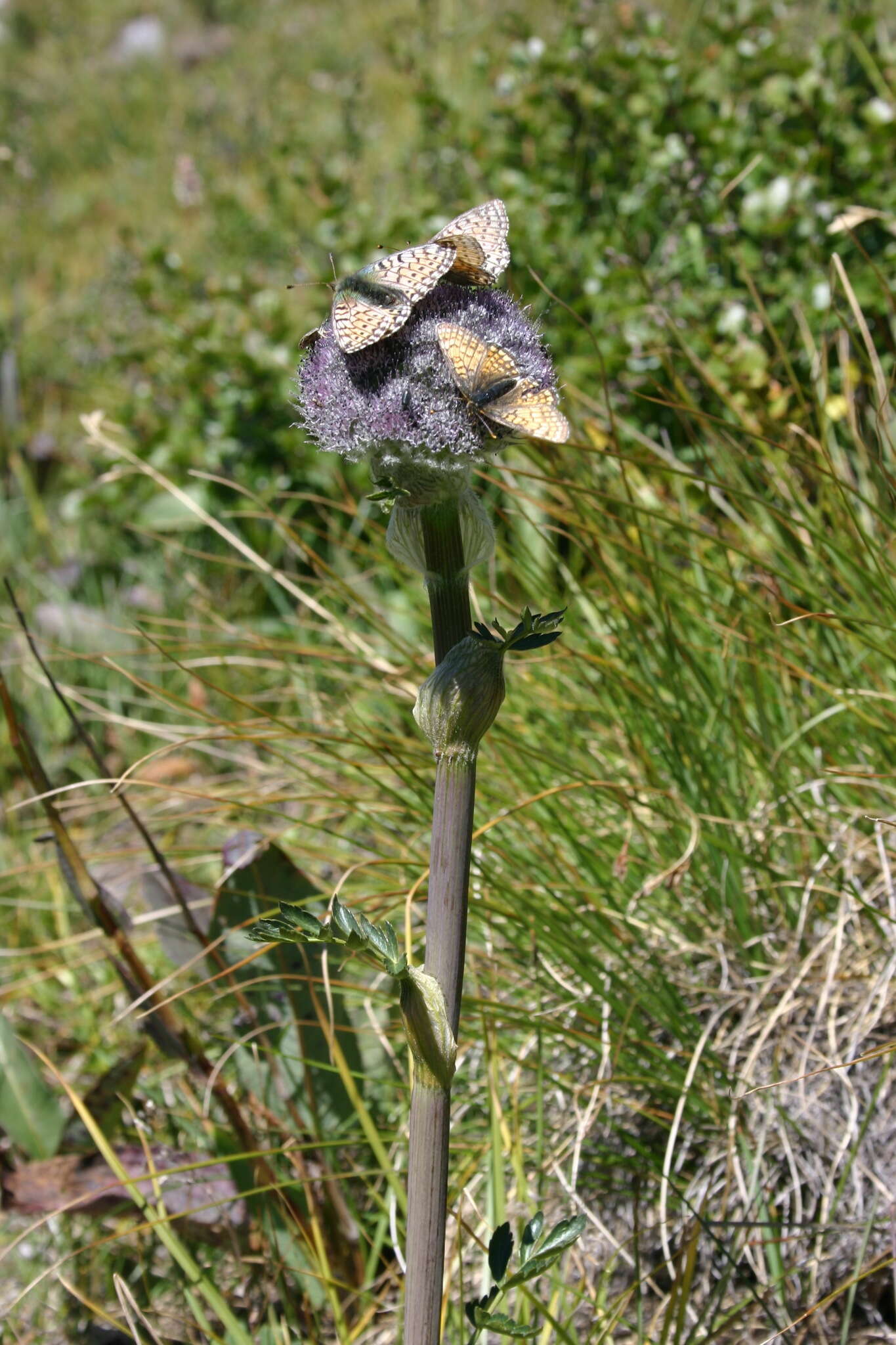 Image of Sajanella monstrosa (Willd.) J. Sojak