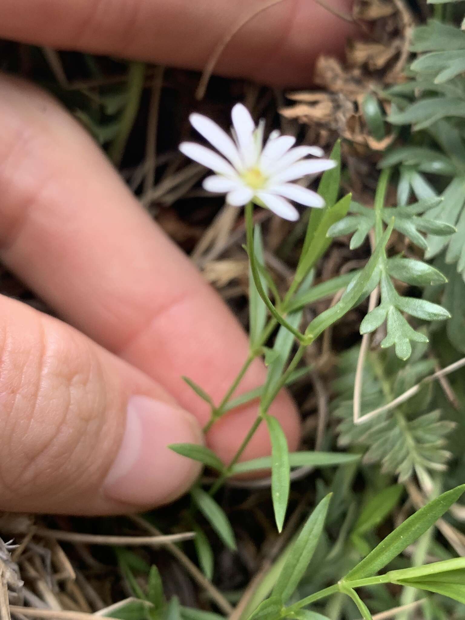 Image of Stellaria longipes subsp. longipes