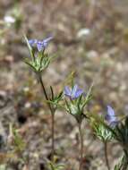 Imagem de Eriastrum calocyanum S. J. De Groot