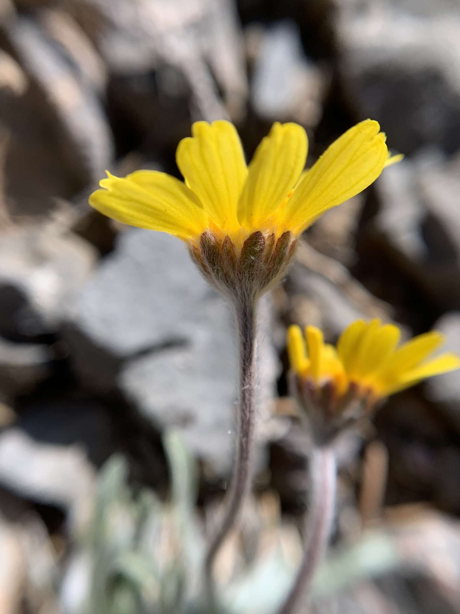 Image of Arizona four-nerve daisy