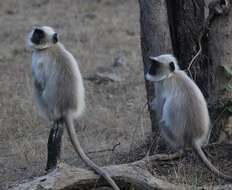 Image of Northern plains gray langur