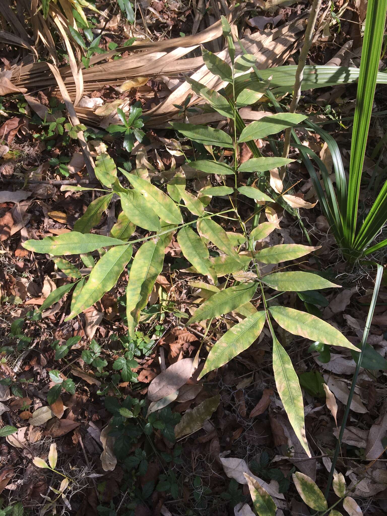 Image of wingleaf soapberry