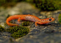 Image of Cave Salamander