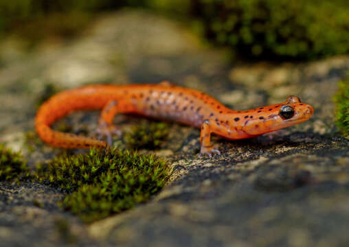 Image of Cave Salamander