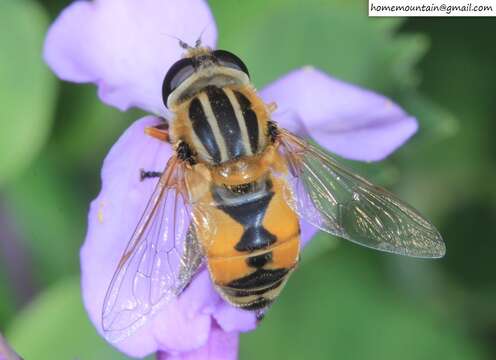 صورة Helophilus continuus Loew 1854