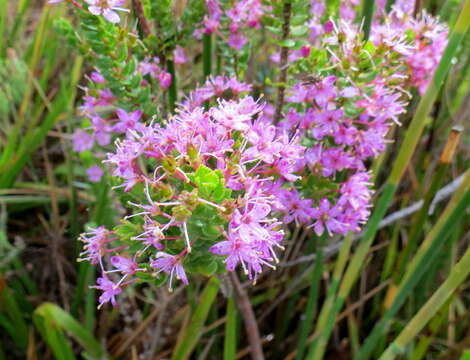 Image of Agathosma odoratissima (C. V. Montin) Pillans