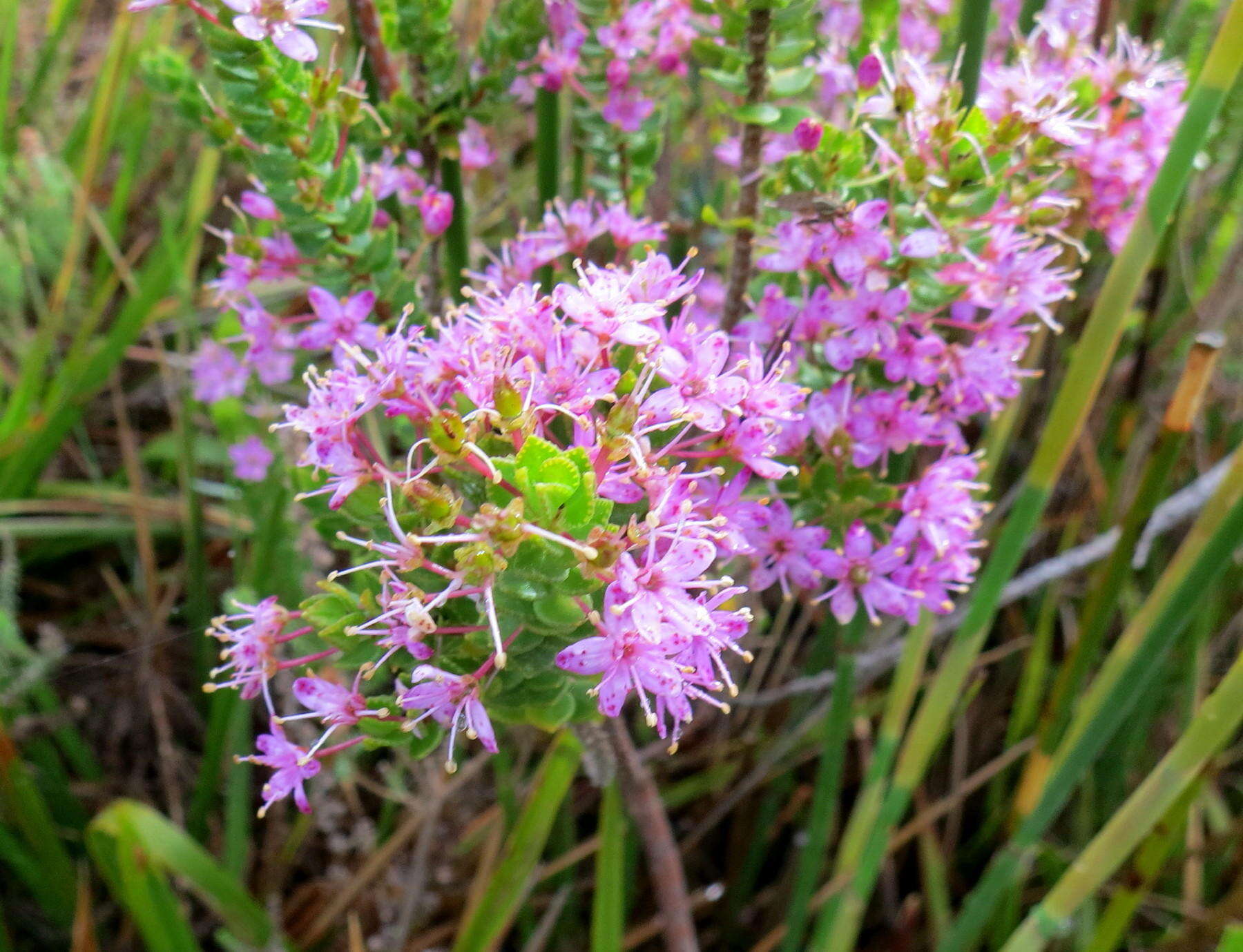 Image of Agathosma odoratissima (C. V. Montin) Pillans