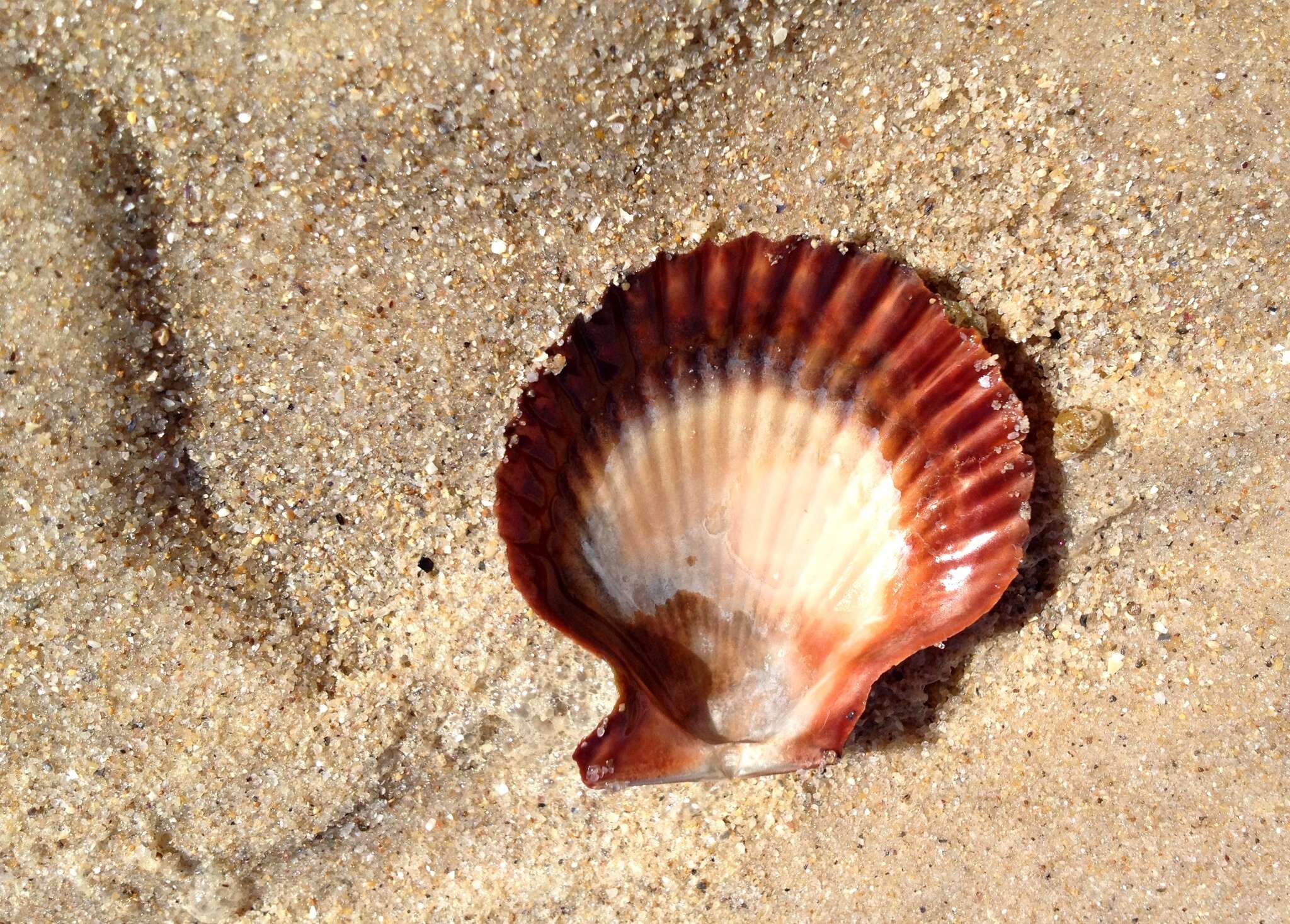 Image of austral scallop