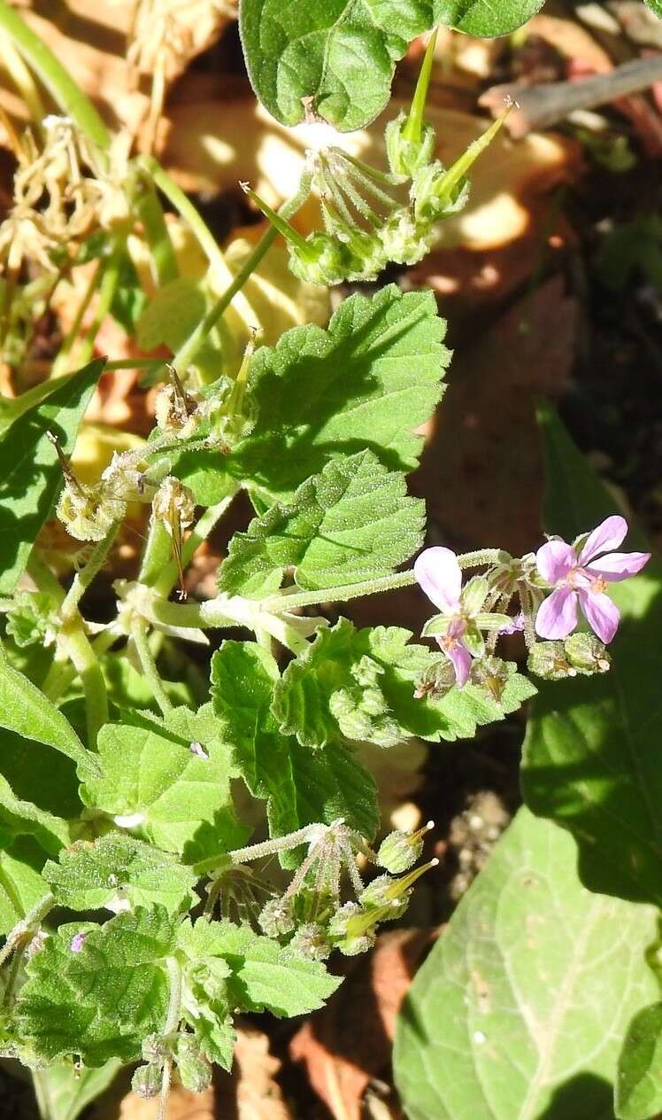 Imagem de Erodium malacoides (L.) L'Her.