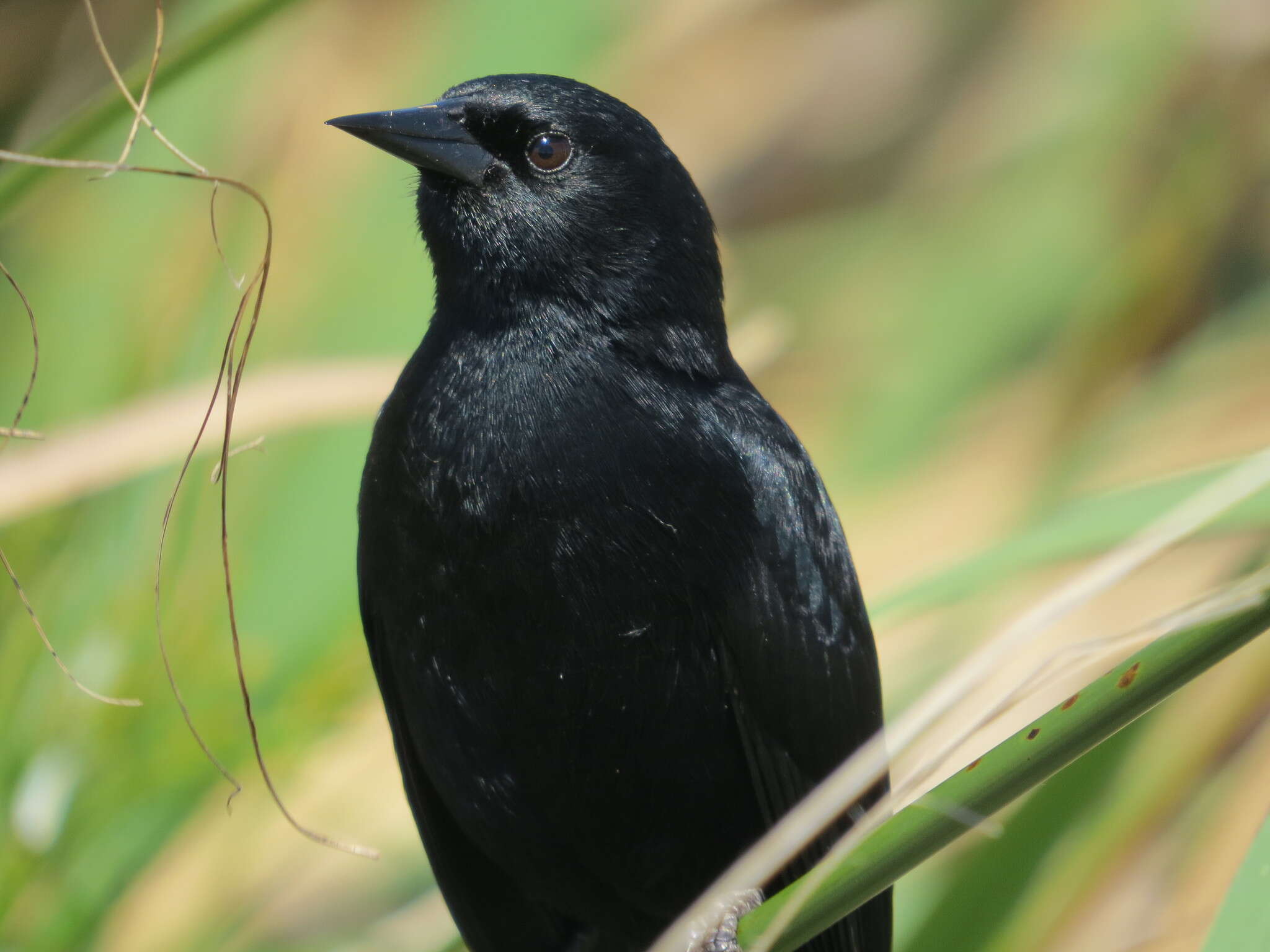 Image of Unicolored Blackbird