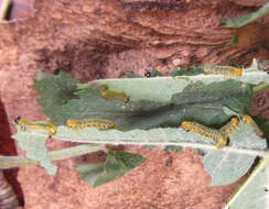 Image of Mountain-ash sawfly