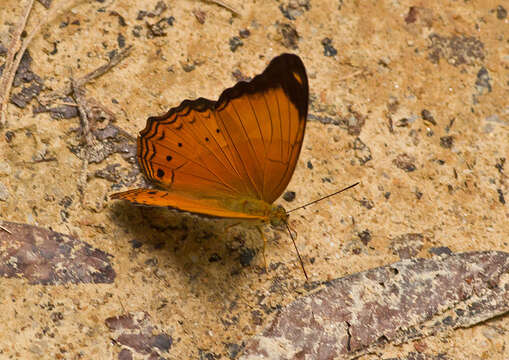 Image of Cirrochroa emalea Guérin