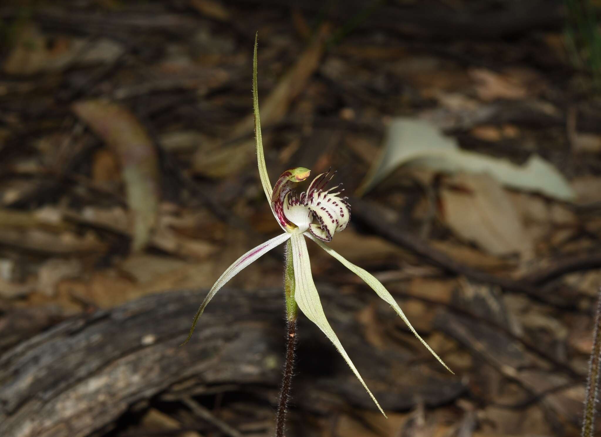 Image of Caladenia enigma Hopper & A. P. Br.